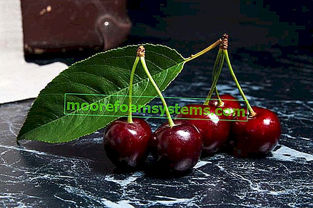 Cherry Rivan - recenze, odrůdy, pěstování, péče, prořezávání, tipy 2