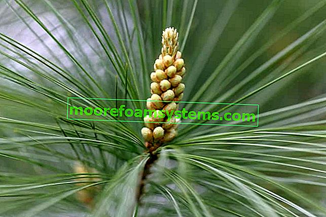 Уеймутов бор (Pinus strobus) - описание, изисквания, сортове, отглеждане, грижи