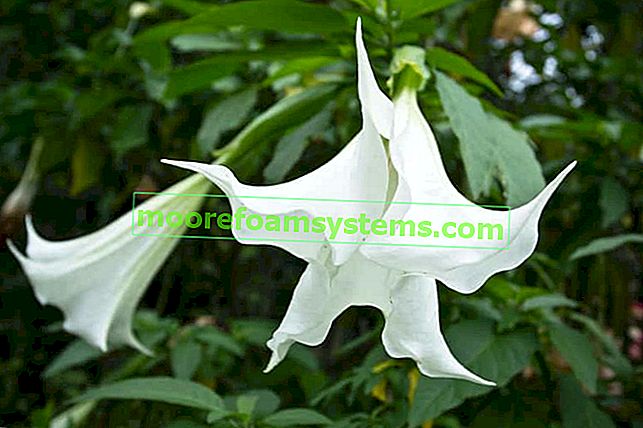 Datura stramonium datura stramonium během kvetení s bílými květy.  Tato rostlina působí jako droga, která je nebezpečná pro život a zdraví