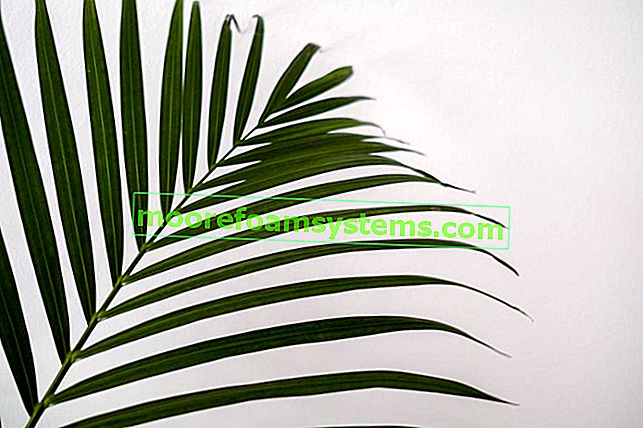 Areca dypsis lutescens, ili palme areke i krupni plan njezinog lišća na bijeloj podlozi, kao i uzgoj