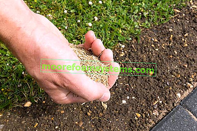 Která travní semena zvolit?  Druhy trav, ceny, názory, tipy
