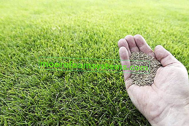 Která travní semena zvolit?  Druhy trav, ceny, názory, tipy