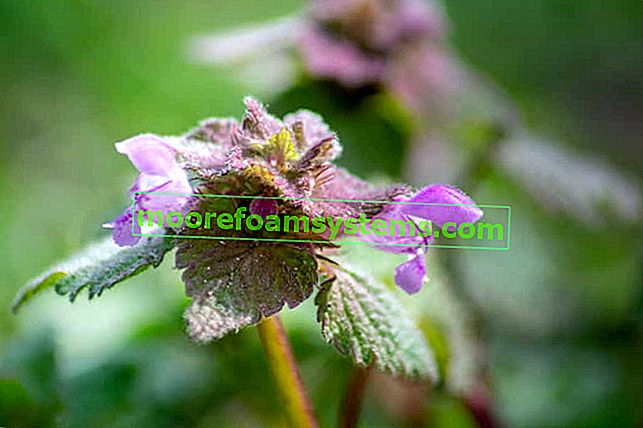 Luminaria purple - popis, kontrola, terapeutické využití populární plevele