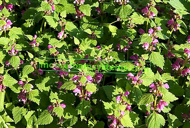 Luminaria лилаво - описание, контрол, терапевтично използване на популярния плевел
