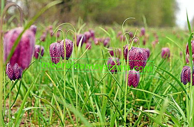 Kostkovaná šachovnice (Fritillaria meleagris) - pěstování, péče, rady