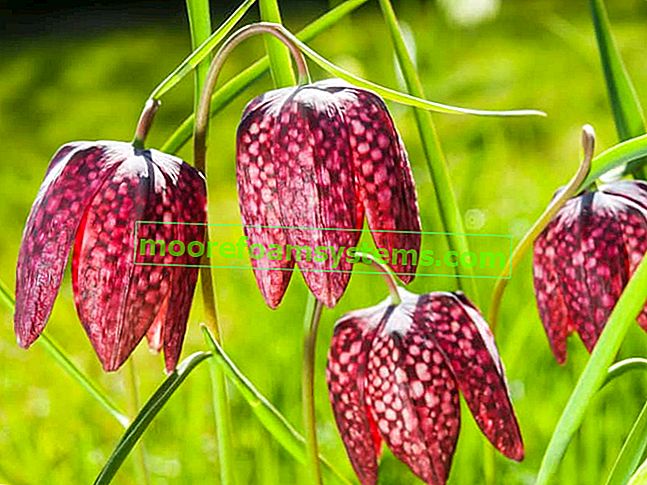 Kockica šahovnica (Fritillaria meleagris) - uzgoj, briga, savjet