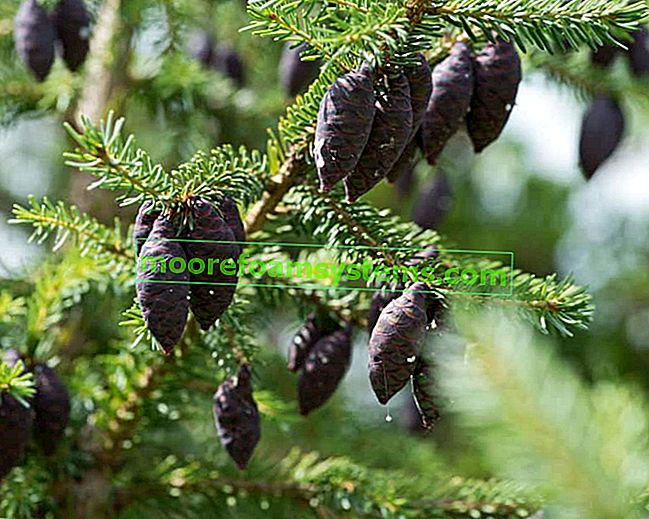 Černý smrk (Picea mariana) - požadavky, pěstování, prořezávání, tipy