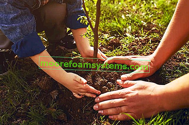 Как и кога да засаждате овощни дървета - практично ръководство стъпка по стъпка