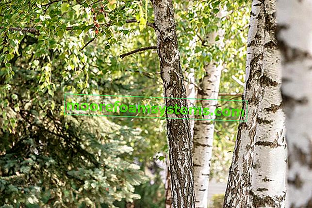 Velike breze u šumi i sadnice breze, njihov izbor, sadnja i cijena