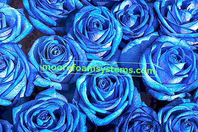 Букет от сини рози, т.е.синя роза, едроцветни рози и тяхното отглеждане