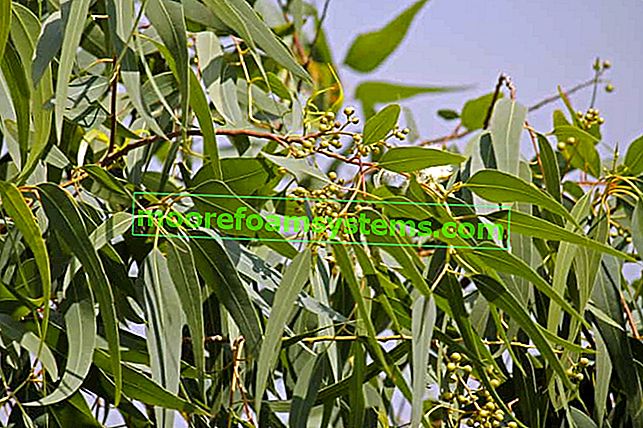 L'eucalyptus citron est un bel arbre d'eucalyptus à inviter dans votre maison.  Il doit sa popularité au parfum d'agrumes.