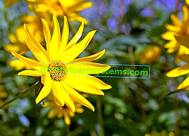 Květ topinamburu nebo topinambur v zahradě, kvetoucí v zajímavé žluté barvě