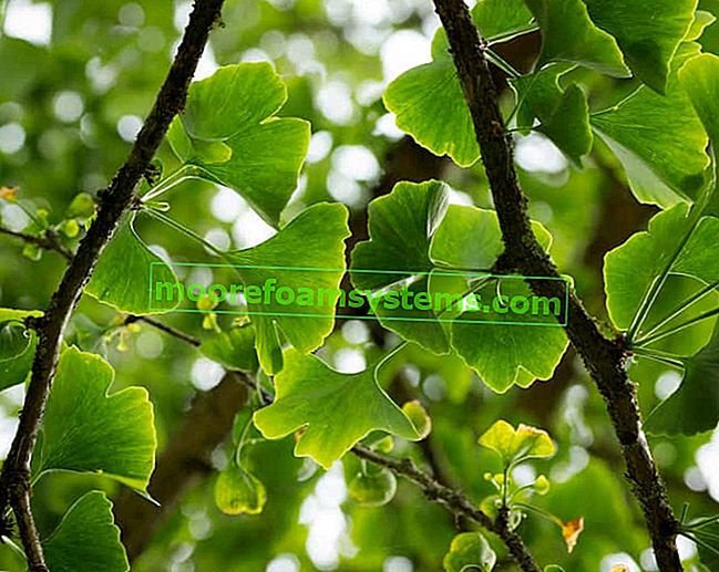 Ginkgo grüne Blätter