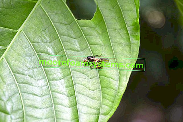 Ein an der Wand montierter Polizist, der auf einem grünen Blatt sitzt, d. H. Ein hornetenähnliches Insekt