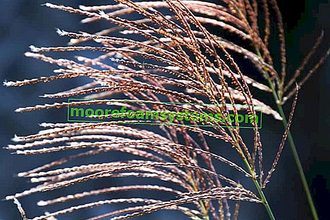 Chinesischer Miscanthus Malepartus - Pflanzen, Anbau, Pflege, Preis, Trinkgeld