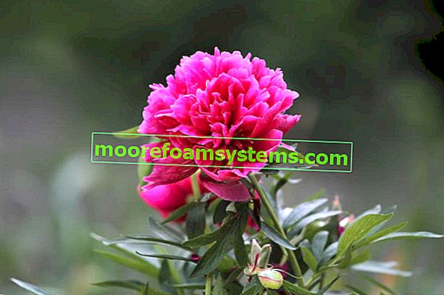 Pfingstrosenblüte zum Zeitpunkt der Blüte sowie Pfingstrosenstecklinge und schrittweises Pflanzen von Pfingstrosen