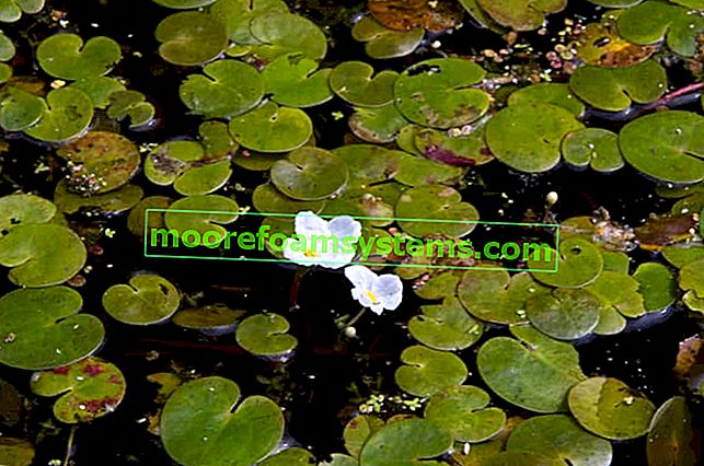 Une grenouille flottante - une plante aquatique ornementale - plantation, culture, soins, conseils
