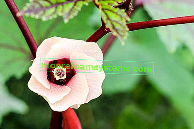 Hibiscus d'oseille - description, occurrence, culture, soins