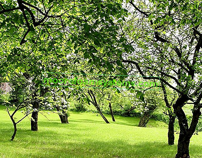 Birnbaum im Garten - Sorten, Anbau, Pflege, Krankheiten, Tipps 2