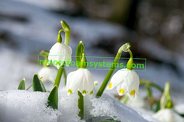 Весенний подснежник leucojum vernum пробивающийся сквозь снег, его выращивание и уход