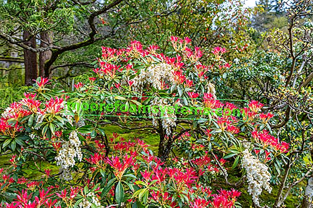 Pieris Japanese Forest Flame - la culture et l'entretien d'un bel arbuste ornemental
