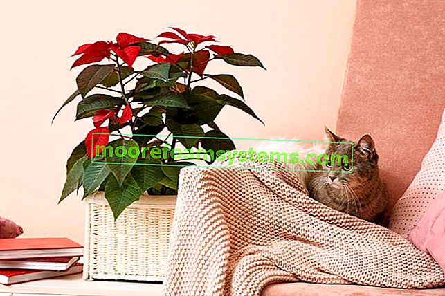 Kočka ležící na gauči poblíž betlémské hvězdy, tj. Květiny a rostliny, které jsou pro kočky a zvířata jedovaté