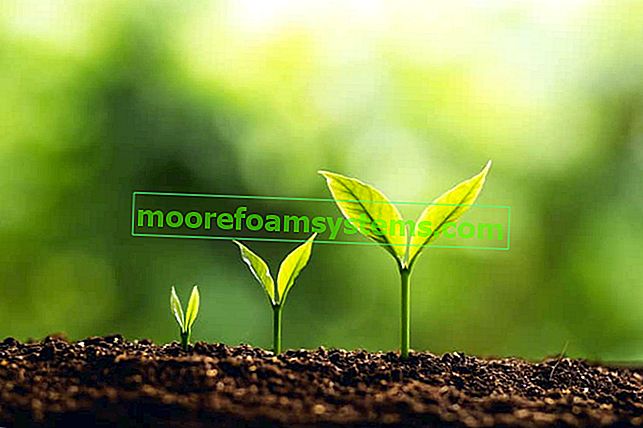 Kořeny pro rostliny - přehled nabídky na trhu, oblíbené značky, tipy