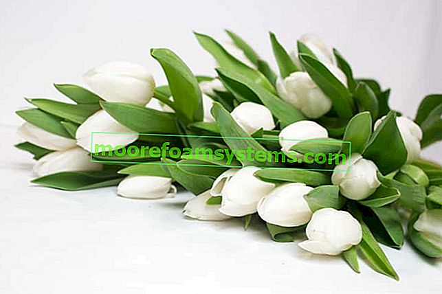 Bílé tulipány - oblíbené odrůdy, pěstování, péče, tipy