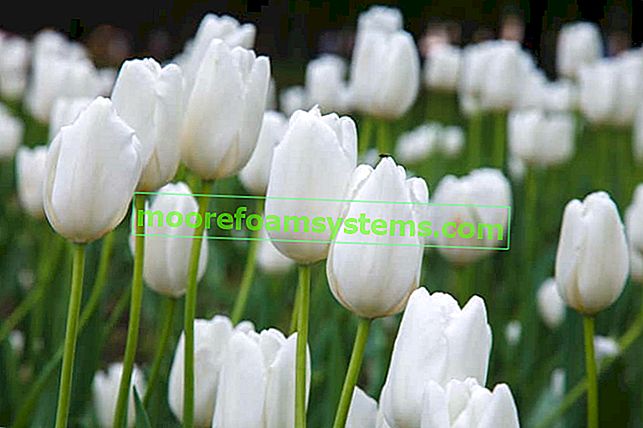 Tulipes blanches - variétés populaires, culture, soins, conseils