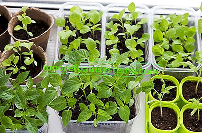 Sazenice zeleniny krok za krokem - sazenice póru, celeru, hlávkového salátu nebo rajčat