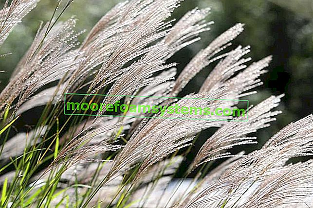 Čínský miscanthus Adagio - výsadba, pěstování, péče, dekorativní rozložení trávy