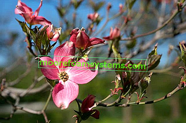 Blumen Hartriegel - Sorten, Pflanzen, Anbau, Pflege, Bewertungen