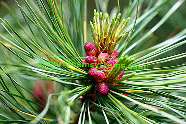 Limba borovice (pinus cembra) - popis, odrůdy, pěstování, péče, nemoci