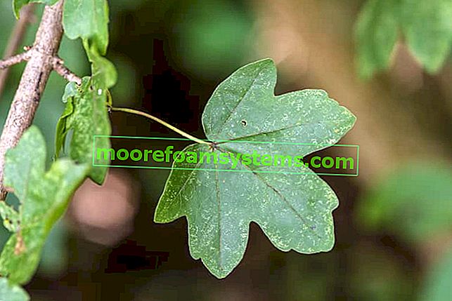 Polní javor (Acer campestre) - odrůdy, výsadba, pěstování, péče, použití pro živý plot 2