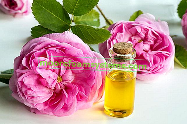 Růže Centifolia a růžový olej na stole, stejně jako jeho vlastnosti, cena a řízky
