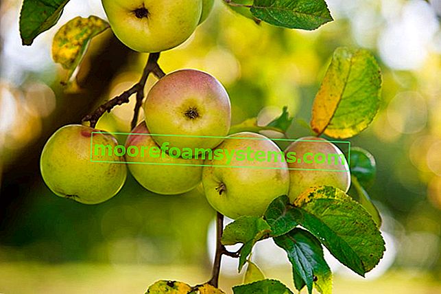 Ябълково дърво Костела - отглеждане, грижи, засаждане 2