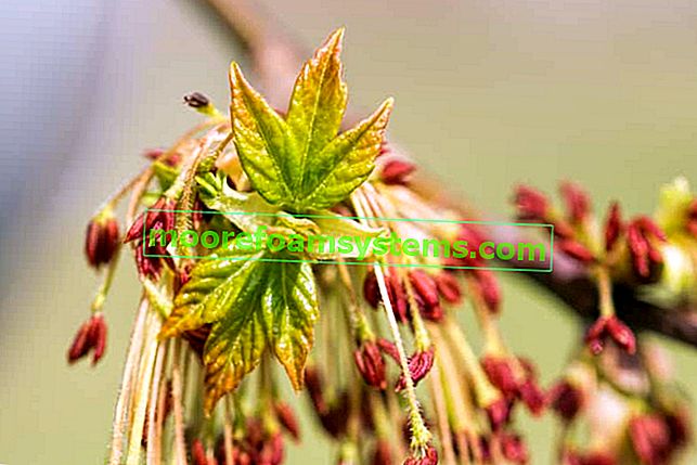 Javor jasanový (Acer negundo) - odrůdy, pěstování, prořezávání, ceny, tipy pro péči 2