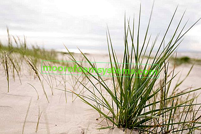 Ostřice písková (Carex arenaria) - popis, vlastnosti královny polských dun