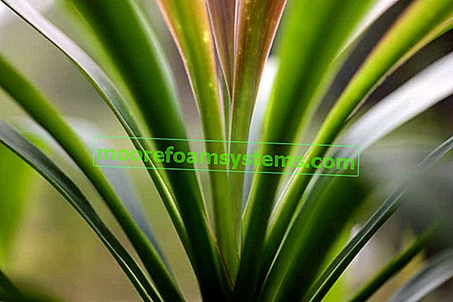 Dracaena fringe (marginata) - pěstování, zalévání, péče, prořezávání
