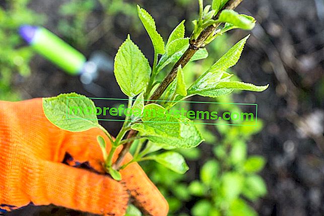 Zahradní hortenzie - pěstování, péče, rady pro pěstitele hortenzie 3