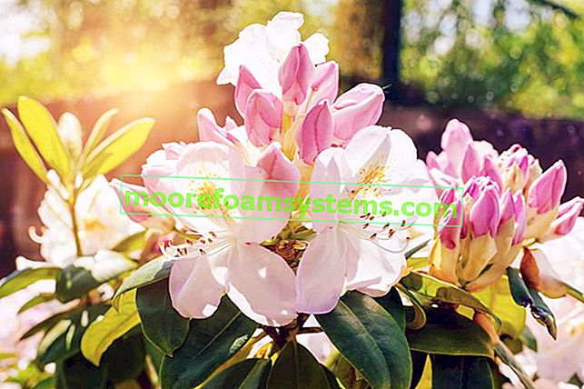 Obrovský rododendron v zahradě a vysoké odrůdy rododendronů a jejich pěstování