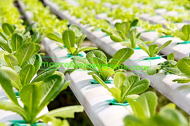 Rostliny v hydroponické kultivaci