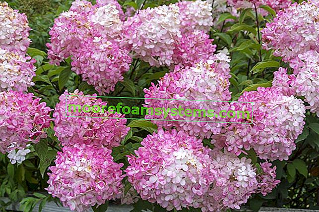 Rózsaszínű pánik vagy csokor hortenzia virágzás közben, valamint annak termesztése és gondozása