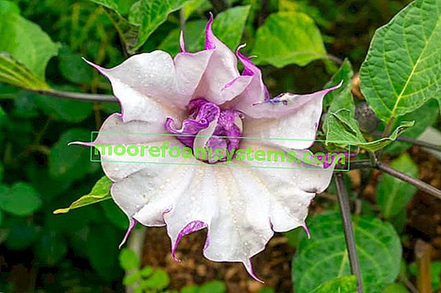 Datura surmy Blume während der Blüte im Garten, d. H. Die Datura metel Blume, deren Kultivierung und Pflege zufriedenstellend sein kann, aber auch eine Bedrohung darstellt