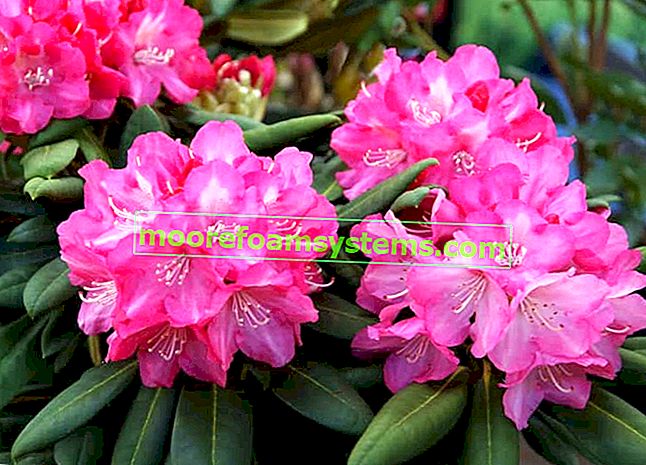Rhododendron během období květu
