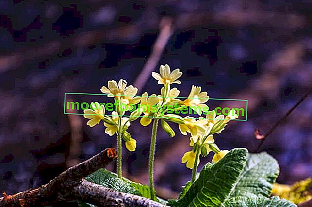 Medizinische Primel (Primula Veris) - Anwendung, heilende Eigenschaften, Tipps 2