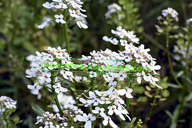 Hořký obvaz a obvaz hyacintů - popis, kultivace, péče, rady