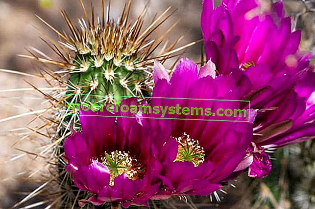 Kaktusy v květináčích - odrůdy, péče, zalévání, zajímavá fakta