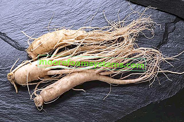 Kořen sibiřského ženšenu