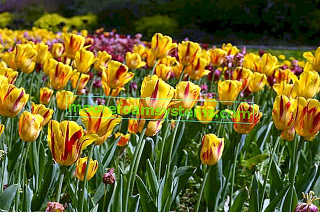 Cibule tulipánů - ceny, typy, kde koupit a co hledat?